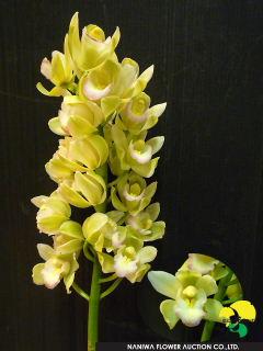 Cymbidium Crystal Pearl(Medium Flower).jpg